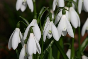 snowdrops_castlefarm